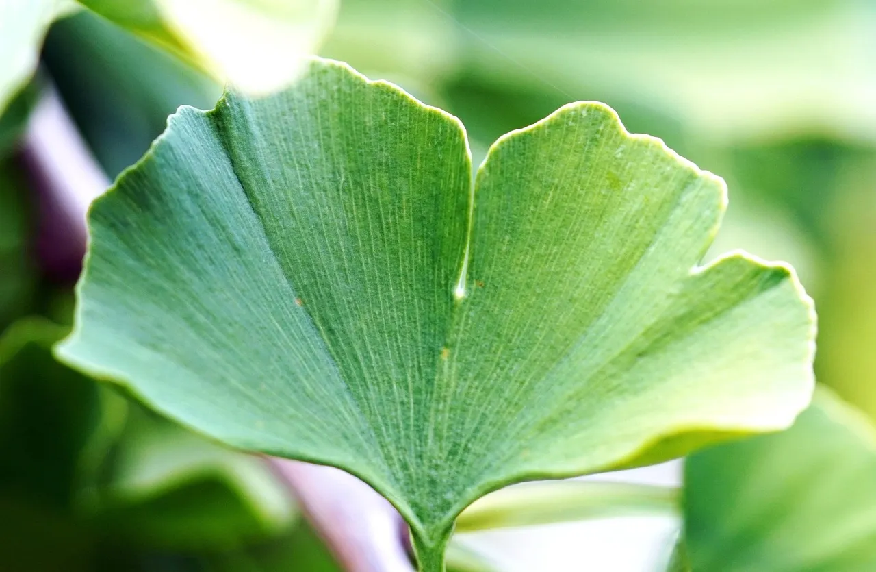 Ginkgo Biloba